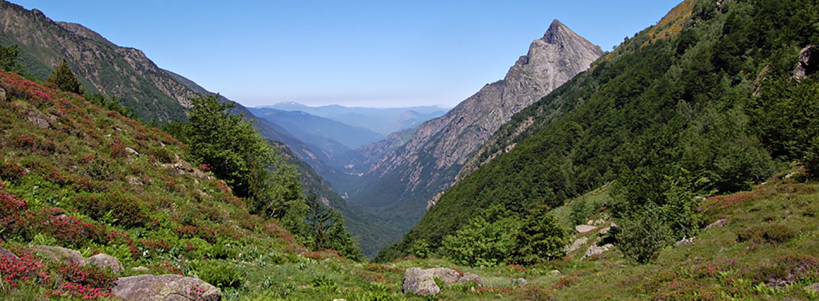 Dent d'Orlu