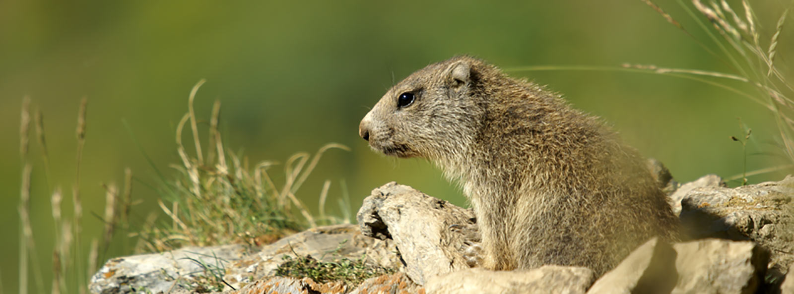 Marmotte