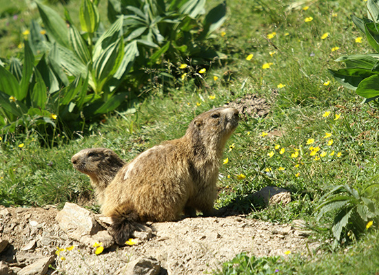 LA PRAIRIE AUX MARMOTTES