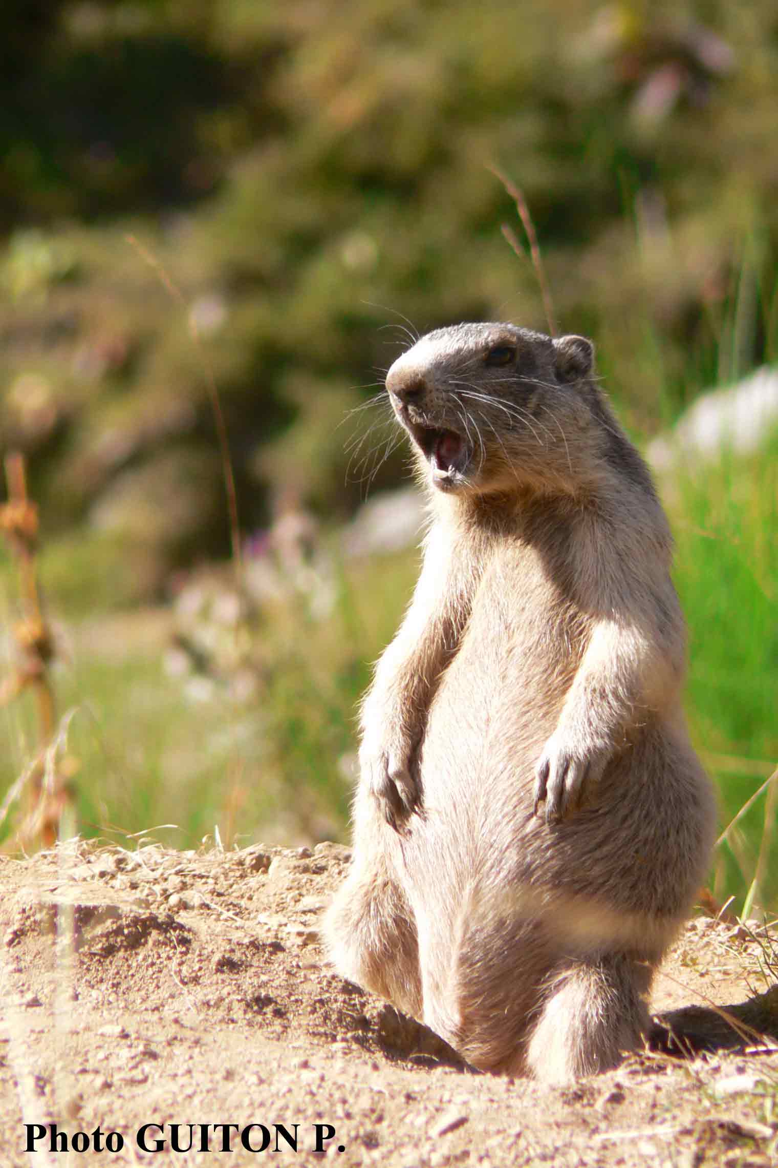 Marmotte Orlu