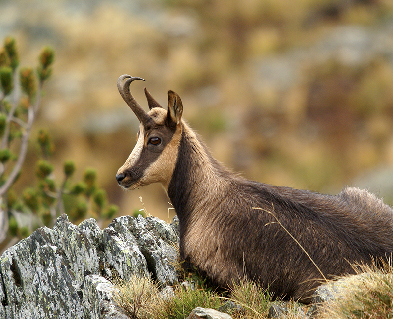 SÉJOUR A LA DÉCOUVERTE DE LA FAUNE SAUVAGE